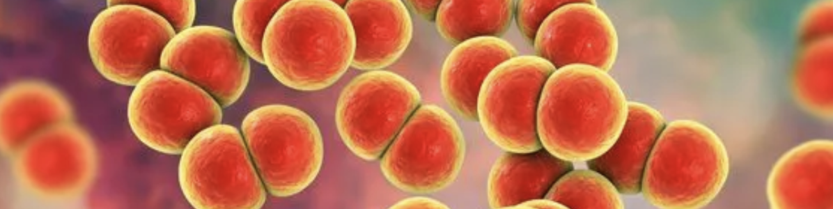 How does gonorrhea spread