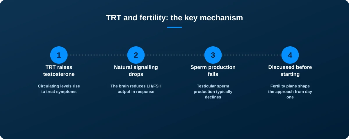 Four-step graphic showing how TRT raises testosterone, reduces natural signalling, lowers sperm production, and should be discussed before starting